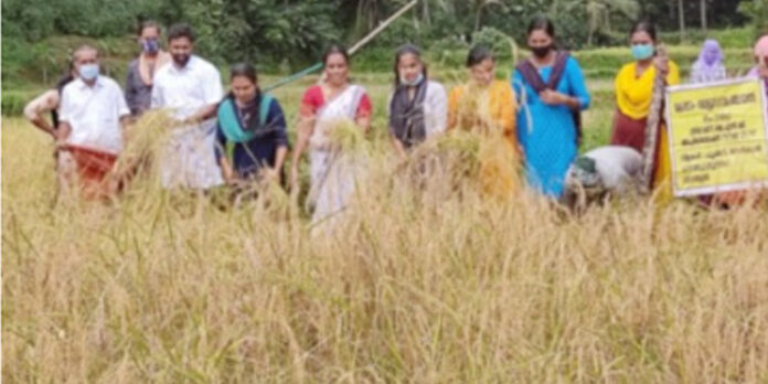 ആനക്കല്ലിൽ ബിരിയാണിയരി വിളവെടുത്തു ആനക്കല്ലിൽ ബിരിയാണിയരി വിളവെടുത്തു