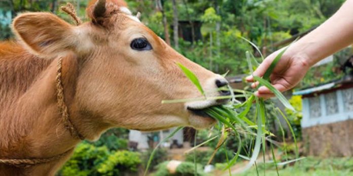 പശുവളര്ത്തല് : ചില മാര്ഗനിര്ദ്ദേശങ്ങള് പശുവളര്ത്തല് : ചില മാര്ഗനിര്ദ്ദേശങ്ങള്