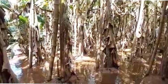 അപ്പര്കുട്ടനാട്ടില് വെളളം കൊണ്ടുപോയത് കര്ഷക പ്രതീക്ഷകള് അപ്പര്കുട്ടനാട്ടില് വെളളം കൊണ്ടുപോയത് കര്ഷക പ്രതീക്ഷകള്
