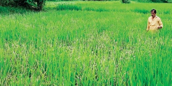 നെൽച്ചെടികൾ കരിഞ്ഞുണങ്ങി ; മരുന്നുതളിച്ച് മടുത്ത് കർഷകൻ നെൽച്ചെടികൾ കരിഞ്ഞുണങ്ങി ; മരുന്നുതളിച്ച് മടുത്ത് കർഷകൻ