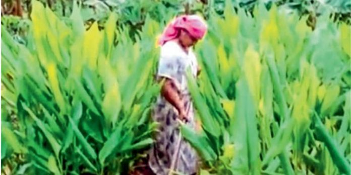 മോളിക്ക് കൃഷിയാണ് ജീവൻ മോളിക്ക് കൃഷിയാണ് ജീവൻ