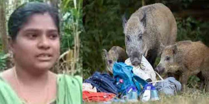 വീട് കയ്യേറി കാട്ടു പന്നി പ്രസവിച്ചു ; വീട്ടമ്മ പതിപൂര്ണ്ണമേരി പുറത്തായി വീട് കയ്യേറി കാട്ടു പന്നി പ്രസവിച്ചു ; വീട്ടമ്മ പതിപൂര്ണ്ണമേരി പുറത്തായി