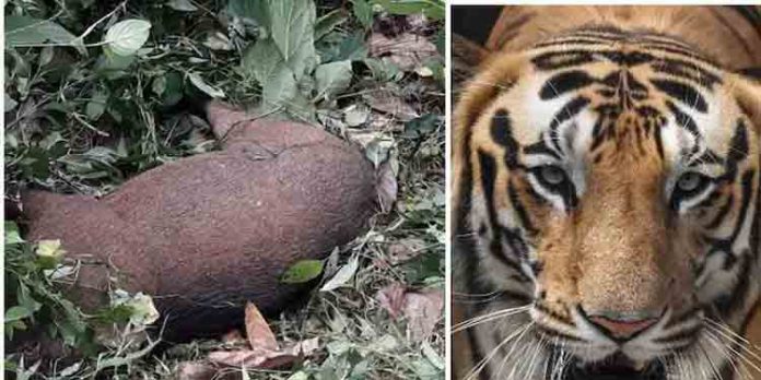 കരുവാരക്കുണ്ടില് കടുവയിറങ്ങി കാട്ടുപന്നിയെ കൊന്നു തിന്നു പ്രദേശ വാസികള് ഭീതിയില് കരുവാരക്കുണ്ടില് കടുവയിറങ്ങി കാട്ടുപന്നിയെ കൊന്നു തിന്നു പ്രദേശ വാസികള് ഭീതിയില്