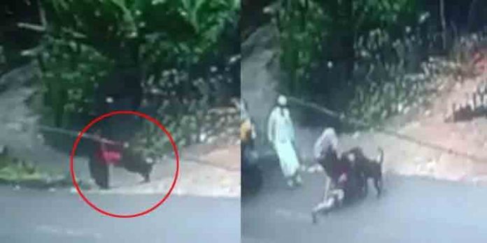 നായയുടെ കടിയില് നിന്ന് യുവതിയെ രക്ഷിച്ച നാട്ടുകാര്ക്കെതിരെ പോലീസ് കേസ്സെടുത്തു നായയുടെ കടിയില് നിന്ന് യുവതിയെ രക്ഷിച്ച നാട്ടുകാര്ക്കെതിരെ പോലീസ് കേസ്സെടുത്തു