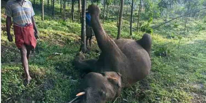 വൈദ്യുതി ലൈനിൽ നിന്ന് ഷോക്കേറ്റ് കാട്ടാന ചരിഞ്ഞു വൈദ്യുതി ലൈനിൽ നിന്ന് ഷോക്കേറ്റ് കാട്ടാന ചരിഞ്ഞു