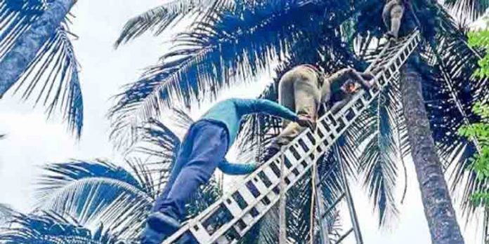 തേങ്ങയിടാന് കയറിയ ആള് തെങ്ങിന് മുകളില്വെച്ച് അബോധാവസ്ഥയിലായി തേങ്ങയിടാന് കയറിയ ആള് തെങ്ങിന് മുകളില്വെച്ച് അബോധാവസ്ഥയിലായി