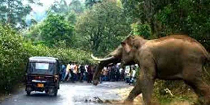 കാട്ടാനയുടെ ആക്രമണത്തില് വിദ്യാര്ഥിനിക്ക് പരിക്കേറ്റു കാട്ടാനയുടെ ആക്രമണത്തില് വിദ്യാര്ഥിനിക്ക് പരിക്കേറ്റു