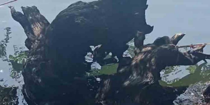ഇടുക്കി ഡാമില് ഒഴുകിയെത്തിയത് വന്മരം ; ഷട്ടര് അടച്ചതിനാല് ഒഴിവായത് വലിയ അപകടം ഇടുക്കി ഡാമില് ഒഴുകിയെത്തിയത് വന്മരം ; ഷട്ടര് അടച്ചതിനാല് ഒഴിവായത് വലിയ അപകടം