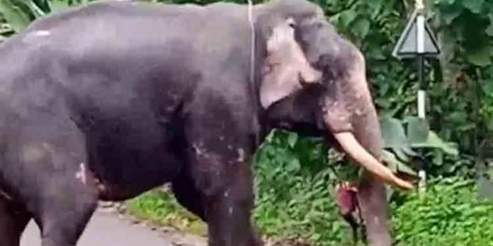 എം.സി റോഡില് കക്കാട് ആന ഇടഞ്ഞു എം.സി റോഡില് കക്കാട് ആന ഇടഞ്ഞു
