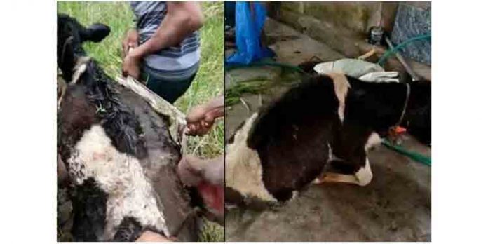 പറമ്പില് കയറിയെന്നാരോപിച്ച് അയല്വാസി പശുക്കിടാവിന്റെ നട്ടെല്ല് അടിച്ചൊടിച്ചു പറമ്പില് കയറിയെന്നാരോപിച്ച് അയല്വാസി പശുക്കിടാവിന്റെ നട്ടെല്ല് അടിച്ചൊടിച്ചു