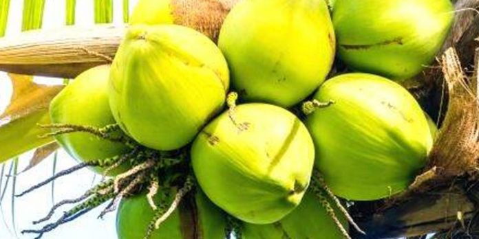 കയറ്റുമതിയില്ല ; കർഷകർ പ്രതിസന്ധിയിൽ നാളികേരം പിന്നോട്ട് കയറ്റുമതിയില്ല ; കർഷകർ പ്രതിസന്ധിയിൽ നാളികേരം പിന്നോട്ട്