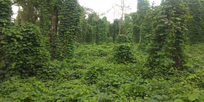 കാടു കയറുന്ന സ്വകാര്യ ഭൂമികള് വന്യമൃഗങ്ങളുടെ താവളമാകുന്നു കാടു കയറുന്ന സ്വകാര്യ ഭൂമികള് വന്യമൃഗങ്ങളുടെ താവളമാകുന്നു