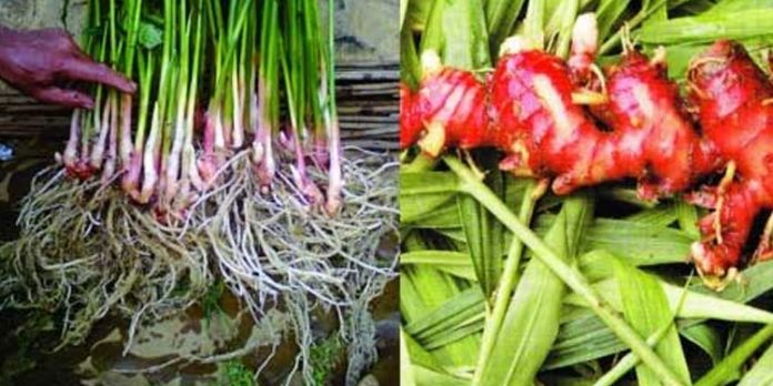 ചുവന്ന ഇഞ്ചി ; സാധാരണ ഇഞ്ചിയെക്കാൾ കൂടുതൽ വിളവും ഔഷധമൂല്യവും ചുവന്ന ഇഞ്ചി ; സാധാരണ ഇഞ്ചിയെക്കാൾ കൂടുതൽ വിളവും ഔഷധമൂല്യവും