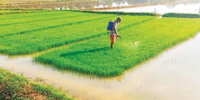 ഞാറ്റടിയിലും ഇലപ്പേൻ ശല്യം ഞാറ്റടിയിലും ഇലപ്പേൻ ശല്യം
