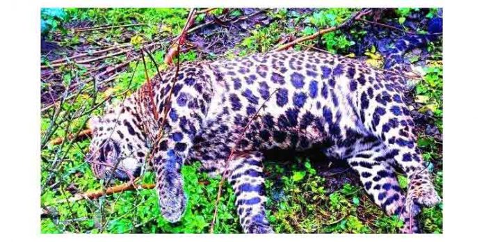 തേയിലത്തോട്ടത്തില് നിന്ന് പുള്ളിപുലിയുടെ ജഡം കണ്ടെത്തി തേയിലത്തോട്ടത്തില് നിന്ന് പുള്ളിപുലിയുടെ ജഡം കണ്ടെത്തി