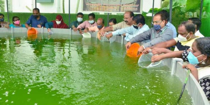 പട്ടികജാതി കുടുംബങ്ങളെ സ്വയംസംരംഭകരാകാൻ സഹായിച്ച് സിഎംഎഫ്ആർഐ പട്ടികജാതി കുടുംബങ്ങളെ സ്വയംസംരംഭകരാകാൻ സഹായിച്ച് സിഎംഎഫ്ആർഐ