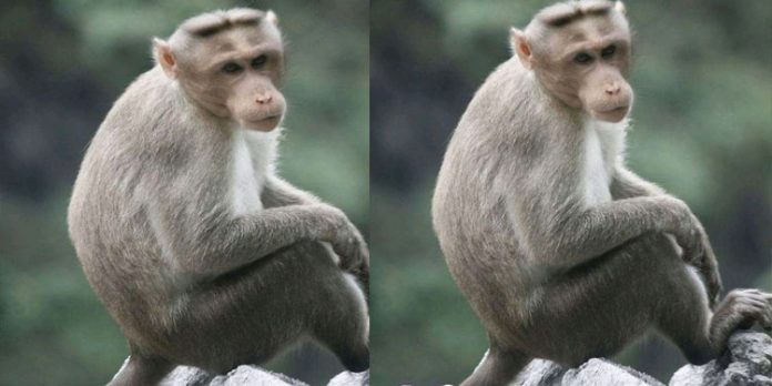 കുരങ്ങ് ശല്ല്യത്തില് വലഞ്ഞ് മലയോര മേഖല കുരങ്ങ് ശല്ല്യത്തില് വലഞ്ഞ് മലയോര മേഖല