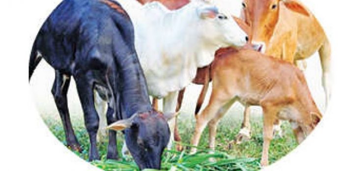 സ്ഥലപരിമിതിയിൽ വീർപ്പുമുട്ടി ഊർജിത കന്നുകാലി വികസന ഉപകേന്ദ്രം സ്ഥലപരിമിതിയിൽ വീർപ്പുമുട്ടി ഊർജിത കന്നുകാലി വികസന ഉപകേന്ദ്രം