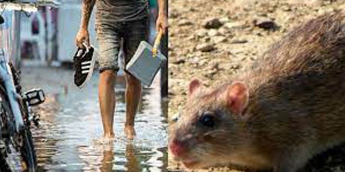 കേരളം എലിപ്പനിയെ കരുതണം – മരണം 204 ആയി ; മാലിന്യ നിർമാർജനം കാര്യക്ഷമമാക്കണം കേരളം എലിപ്പനിയെ കരുതണം – മരണം 204 ആയി ; മാലിന്യ നിർമാർജനം കാര്യക്ഷമമാക്കണം
