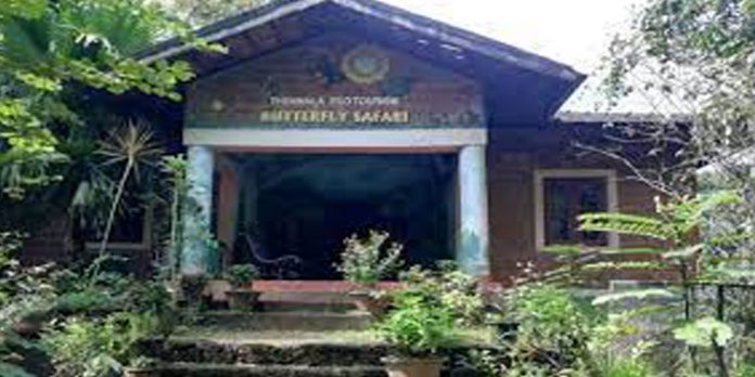 ചിത്രശലഭങ്ങളെ നടന്നാസ്വദിക്കാം ; ശലഭ പാർക്ക് ഉണർന്ന് തുടങ്ങി ചിത്രശലഭങ്ങളെ നടന്നാസ്വദിക്കാം ; ശലഭ പാർക്ക് ഉണർന്ന് തുടങ്ങി
