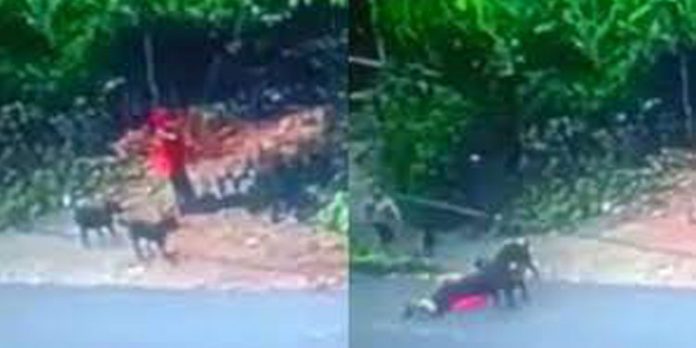 താമരശ്ശേരിയിൽ വളർത്തുനായയുടെ ആക്രമണത്തിൽ യുവതിക്ക് ഗുരുതര പരിക്ക് താമരശ്ശേരിയിൽ വളർത്തുനായയുടെ ആക്രമണത്തിൽ യുവതിക്ക് ഗുരുതര പരിക്ക്