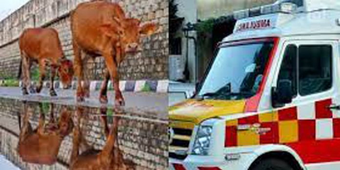 പശുക്കള്ക്ക് പ്രത്യേക ആംബുലന്സ് സര്വീസുമായി ഉത്തര്പ്രദേശ് ; രാജ്യത്ത് ആദ്യം പശുക്കള്ക്ക് പ്രത്യേക ആംബുലന്സ് സര്വീസുമായി ഉത്തര്പ്രദേശ് ; രാജ്യത്ത് ആദ്യം
