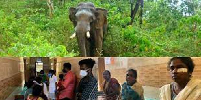 ഇടുക്കി പൂപ്പാറയിൽ കാട്ടാനയെ കണ്ട് ഭയന്നോടിയ മൂന്ന് സ്ത്രീകൾക്ക് പരിക്കേറ്റു ഇടുക്കി പൂപ്പാറയിൽ കാട്ടാനയെ കണ്ട് ഭയന്നോടിയ മൂന്ന് സ്ത്രീകൾക്ക് പരിക്കേറ്റു