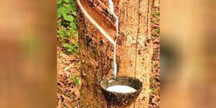 തോരാമഴയില് മാസങ്ങളായി ടാപ്പിങ് മുടങ്ങി ; ദുരിതത്തിലായി റബ്ബര് കര്ഷകര് തോരാമഴയില് മാസങ്ങളായി ടാപ്പിങ് മുടങ്ങി ; ദുരിതത്തിലായി റബ്ബര് കര്ഷകര്