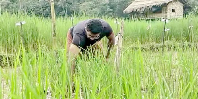 72 ഇനം നെല്വിത്തുകളുടെ പരീക്ഷണ കൃഷിയൊരുക്കി യുവകര്ഷകന് 72 ഇനം നെല്വിത്തുകളുടെ പരീക്ഷണ കൃഷിയൊരുക്കി യുവകര്ഷകന്