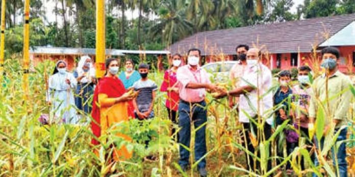 വിദ്യാലയമുറ്റത്തെ ചോളം വിളവെടുത്തു വിദ്യാലയമുറ്റത്തെ ചോളം വിളവെടുത്തു