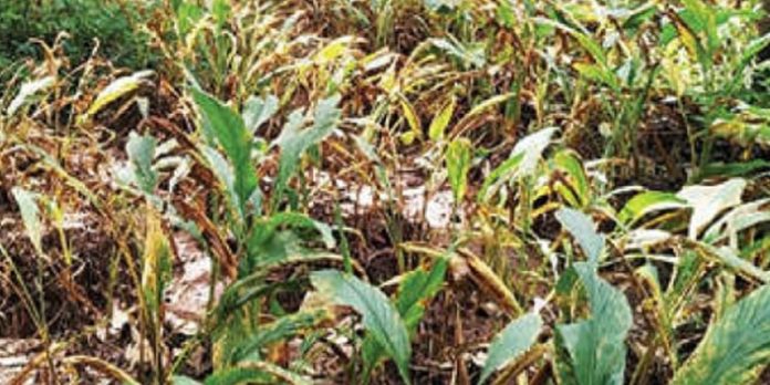 മഞ്ഞൾകൃഷിയിൽ ഇലപ്പുള്ളിരോഗം വ്യാപകം മഞ്ഞൾകൃഷിയിൽ ഇലപ്പുള്ളിരോഗം വ്യാപകം