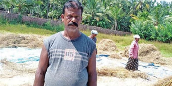സഞ്ജീവനും ഭാര്യയും ഒരേക്കർ വയലിൽ കൃഷിചെയ്ത ജീരകശാലയ്ക്ക് നൂറുമേനി വിളവ് സഞ്ജീവനും ഭാര്യയും ഒരേക്കർ വയലിൽ കൃഷിചെയ്ത ജീരകശാലയ്ക്ക് നൂറുമേനി വിളവ്