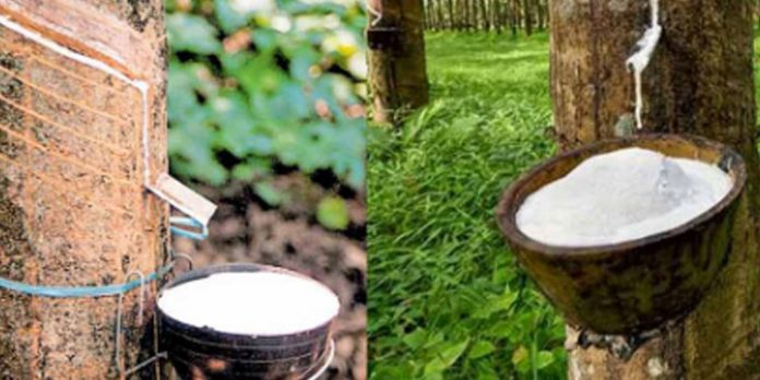 റബര് കൃഷി ധനസഹായത്തിന് അപേക്ഷിക്കാം റബര് കൃഷി ധനസഹായത്തിന് അപേക്ഷിക്കാം