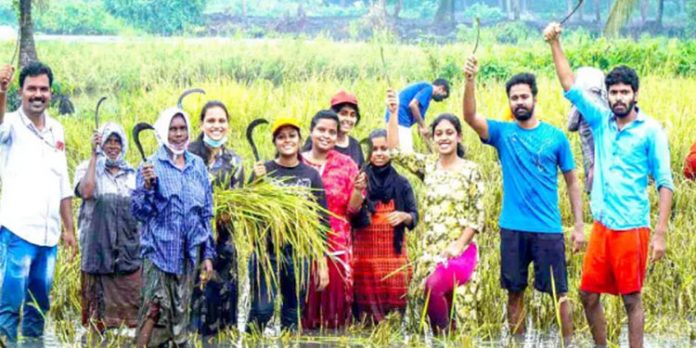 പൊക്കാളി കൊയ്ത്ത് ഗ്രാമീണ കാർഷികോത്സവമാക്കി വിദ്യാർഥികൾ പൊക്കാളി കൊയ്ത്ത് ഗ്രാമീണ കാർഷികോത്സവമാക്കി വിദ്യാർഥികൾ