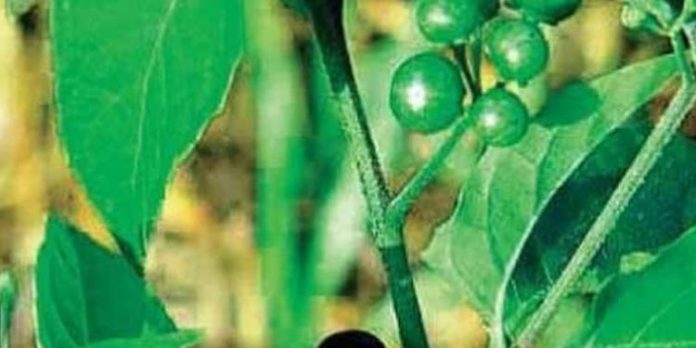 മണത്തക്കാളി ഇനി വെറും ചെടിയല്ല ; കരള് അര്ബുദത്തിന് മരുന്നാകും മണത്തക്കാളി ഇനി വെറും ചെടിയല്ല ; കരള് അര്ബുദത്തിന് മരുന്നാകും