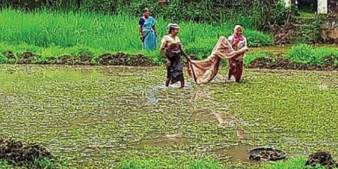 ആഫ്രിക്കൻ പായൽ വ്യാപിക്കുന്നു ആഫ്രിക്കൻ പായൽ വ്യാപിക്കുന്നു