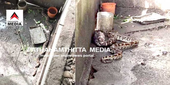 കുമ്പഴയില് നിന്ന് പെരുമ്പാമ്പിനെ പിടികൂടി കുമ്പഴയില് നിന്ന് പെരുമ്പാമ്പിനെ പിടികൂടി