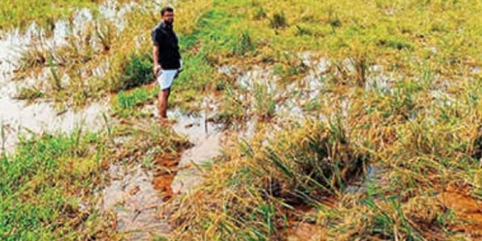 മണ്ണൂരിൽ 12 ഏക്കർ കൃഷി വെള്ളത്തിൽ മുങ്ങി മണ്ണൂരിൽ 12 ഏക്കർ കൃഷി വെള്ളത്തിൽ മുങ്ങി