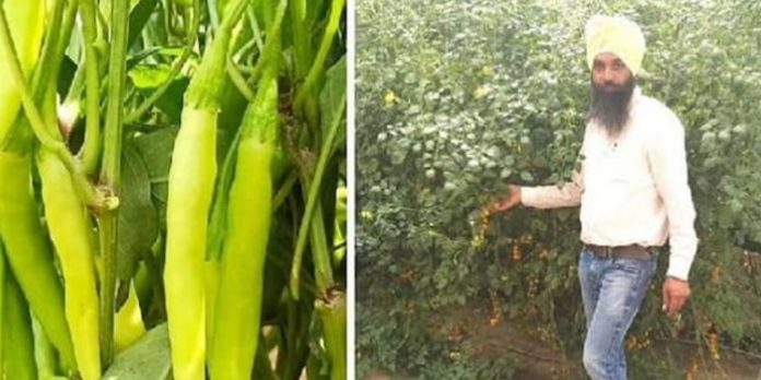 ബിരുദപഠനം ഉപേക്ഷിക്കേണ്ടി വന്നു പ്രതീക്ഷിക്കാതെ കൃഷിയിലേക്ക് ; ഇന്ന് കൃഷിയിലൂടെ കോടികൾ ബിരുദപഠനം ഉപേക്ഷിക്കേണ്ടി വന്നു പ്രതീക്ഷിക്കാതെ കൃഷിയിലേക്ക് ; ഇന്ന് കൃഷിയിലൂടെ കോടികൾ
