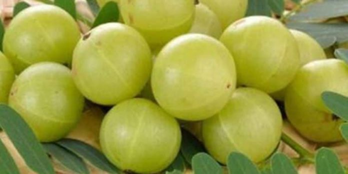 വിളർച്ച തടയാൻ നെല്ലിക്ക ടോണിക് വിളർച്ച തടയാൻ നെല്ലിക്ക ടോണിക്