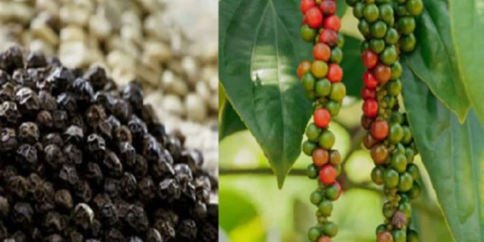 കുരുമുളകിന് രോഗബാധ : കർഷകർക്കിത് പരീക്ഷണകാലം കുരുമുളകിന് രോഗബാധ : കർഷകർക്കിത് പരീക്ഷണകാലം