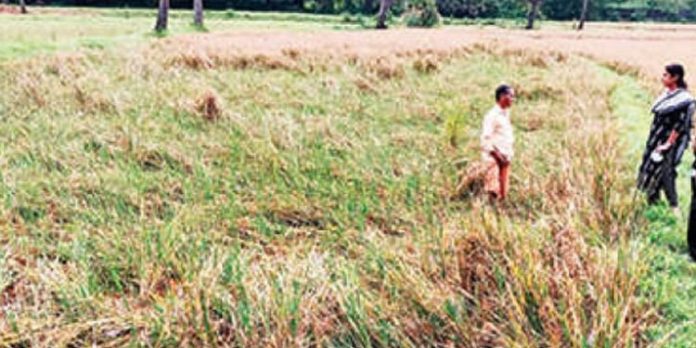 മണ്ണൂരിൽ മൂന്നേക്കർ നെൽക്കൃഷി വെള്ളത്തിലായി മണ്ണൂരിൽ മൂന്നേക്കർ നെൽക്കൃഷി വെള്ളത്തിലായി