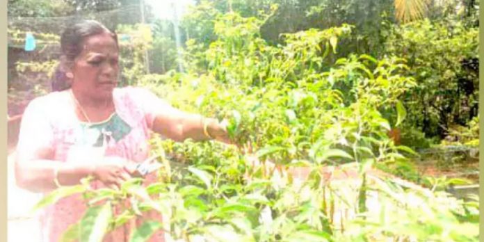 വത്സലയ്ക്ക് കൂടുതൽ ചങ്ങാത്തം കൃഷിയോട് വത്സലയ്ക്ക് കൂടുതൽ ചങ്ങാത്തം കൃഷിയോട്