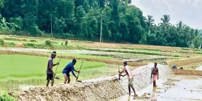 പ്രതിസന്ധികൾക്കിടയിലും ആത്മവിശ്വാസം കൈവിടാതെ കർഷകർ രണ്ടാംവിളയ്ക്ക് ഒരുങ്ങി പ്രതിസന്ധികൾക്കിടയിലും ആത്മവിശ്വാസം കൈവിടാതെ കർഷകർ രണ്ടാംവിളയ്ക്ക് ഒരുങ്ങി