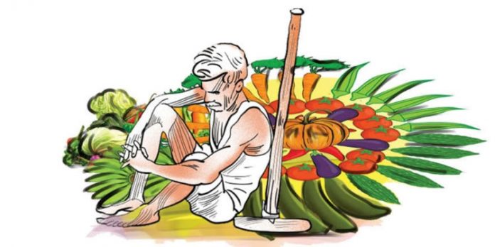 കർഷകരെ കണ്ണീരിലാഴ്ത്തി 63 കോടിരൂപയുടെ കൃഷിനാശം കർഷകരെ കണ്ണീരിലാഴ്ത്തി 63 കോടിരൂപയുടെ കൃഷിനാശം
