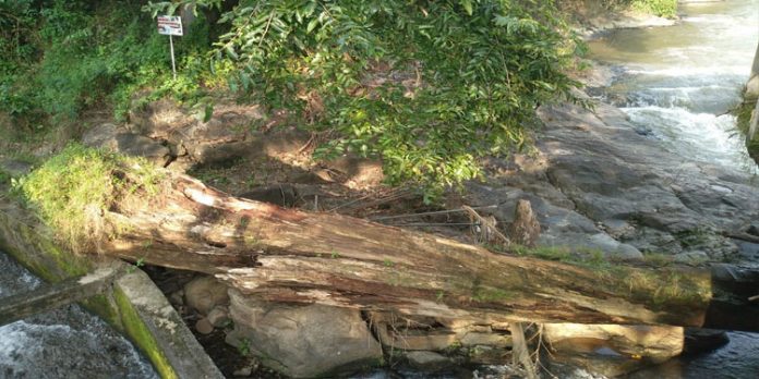 പ്രളയത്തിലടിഞ്ഞു കൂടിയ തടികള് വിറകിനായി കടത്തിയെന്നാരോപണം ; അന്വേഷണം ആരംഭിച്ചു പ്രളയത്തിലടിഞ്ഞു കൂടിയ തടികള് വിറകിനായി കടത്തിയെന്നാരോപണം ; അന്വേഷണം ആരംഭിച്ചു