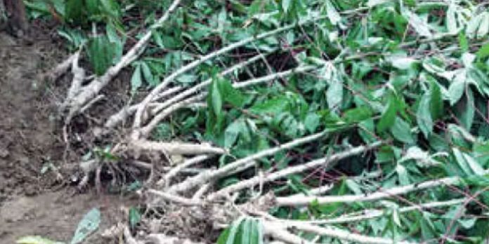 കാട്ടുപന്നി ശല്യം രൂക്ഷം : വ്യാപകമായി കൃഷി നശിപ്പിക്കുന്നു കാട്ടുപന്നി ശല്യം രൂക്ഷം : വ്യാപകമായി കൃഷി നശിപ്പിക്കുന്നു