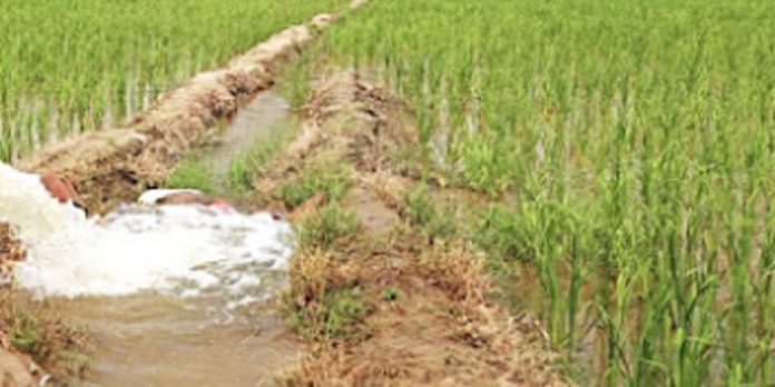 കാലംതെറ്റിയ മഴ കർഷകന് കണ്ണീരായി കാലംതെറ്റിയ മഴ കർഷകന് കണ്ണീരായി