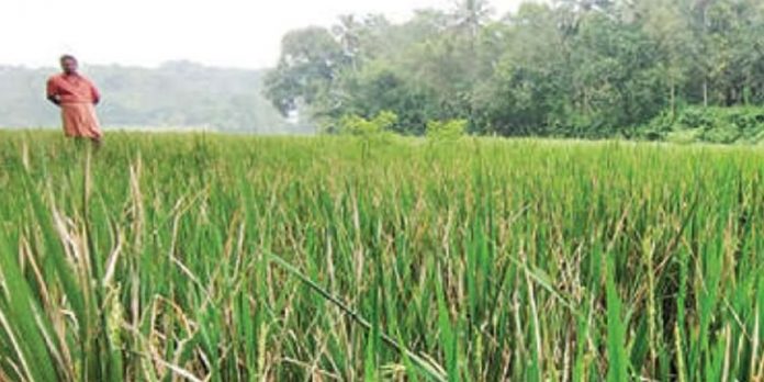 ഓലകരിയൽ ; ആശങ്കയിൽ നെൽകർഷകർ ഓലകരിയൽ ; ആശങ്കയിൽ നെൽകർഷകർ