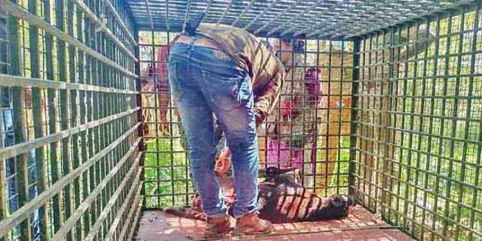 ചെറൂരില് കടുവയെ പിടികൂടാന് കൂട് സ്ഥാപിച്ചു ചെറൂരില് കടുവയെ പിടികൂടാന് കൂട് സ്ഥാപിച്ചു